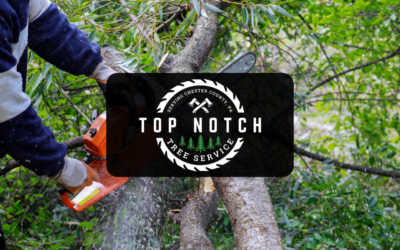Top Notch Tree Service
