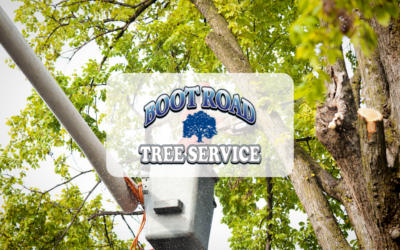 Boot Road Tree