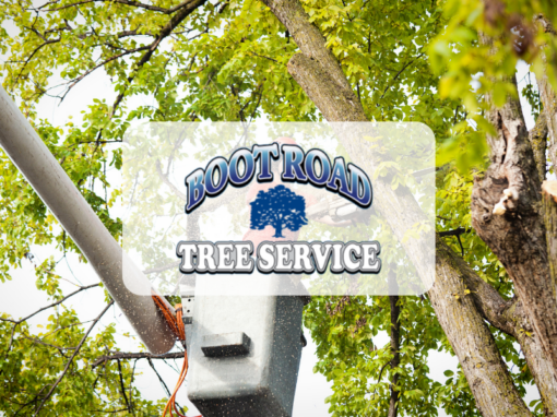 Boot Road Tree