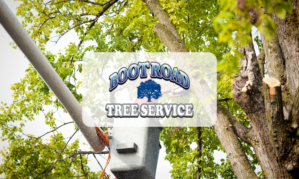 Boot Road Tree